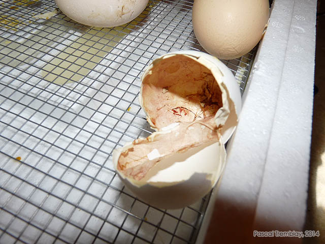 Incubation des oeufs de poules - Couveuse  oeufs - closion des oeufs de poules