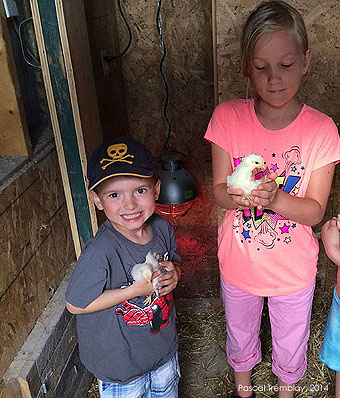 Poussins - Soins des poussins - Avoir des Poussins