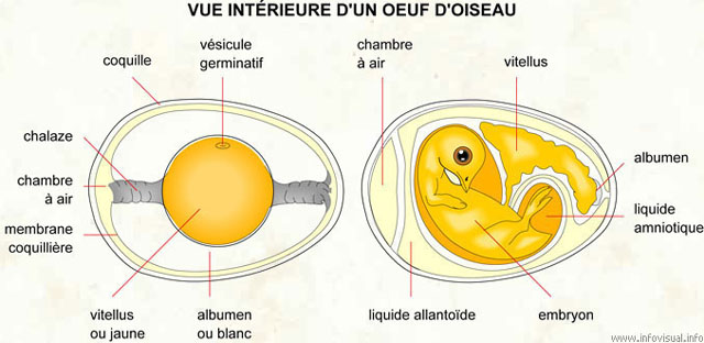 Parties d'un Oeuf - Composantes de l'oeuf - vue intrieure oeuf d'oiseau