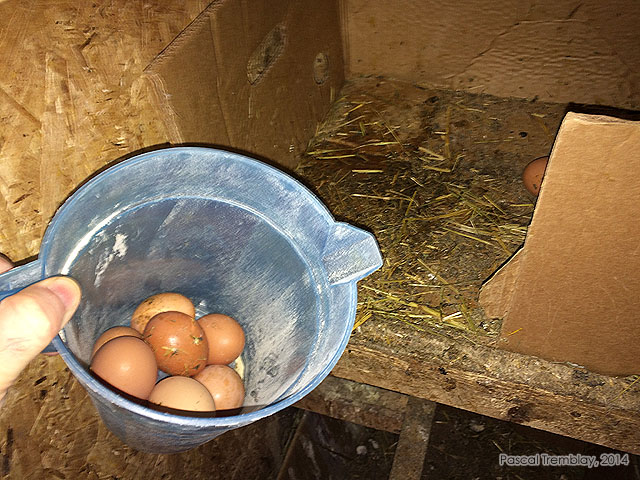 Couveuse oeufs - Incubation des oeufs - Construire un poulailler - couveuse oeufs