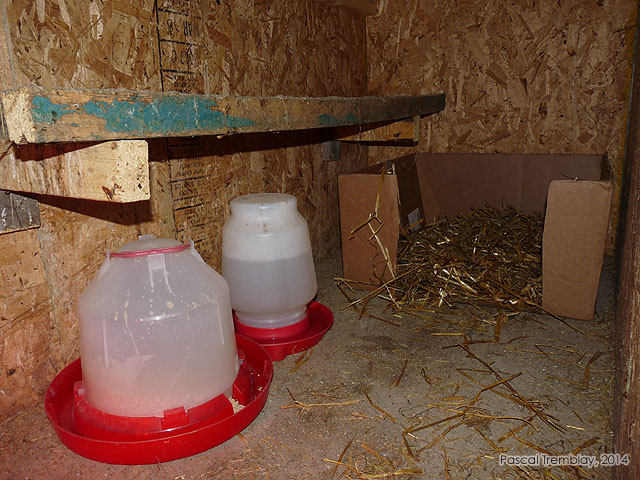 Abreuvoir pour poussins - Nourriture Poussins - Mangeoire pour volaille - leveuse pour poussins - Construire une leveuse pour poussins