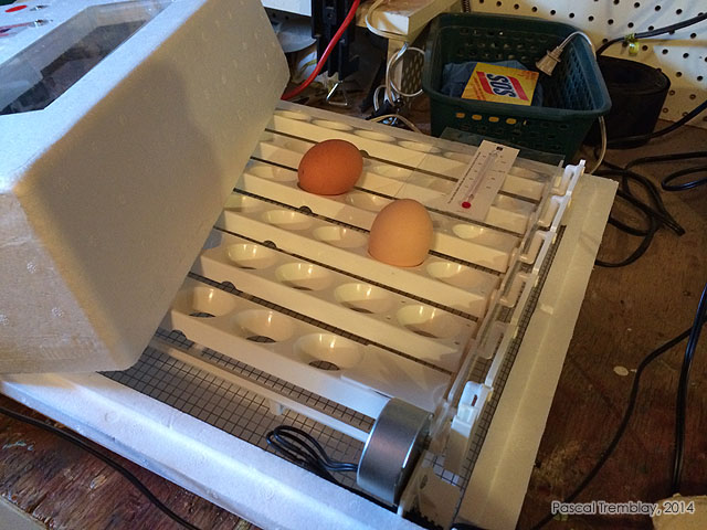 Incubateur et tourneur  oeufs de poules - Tourneur  oeufs pas cher