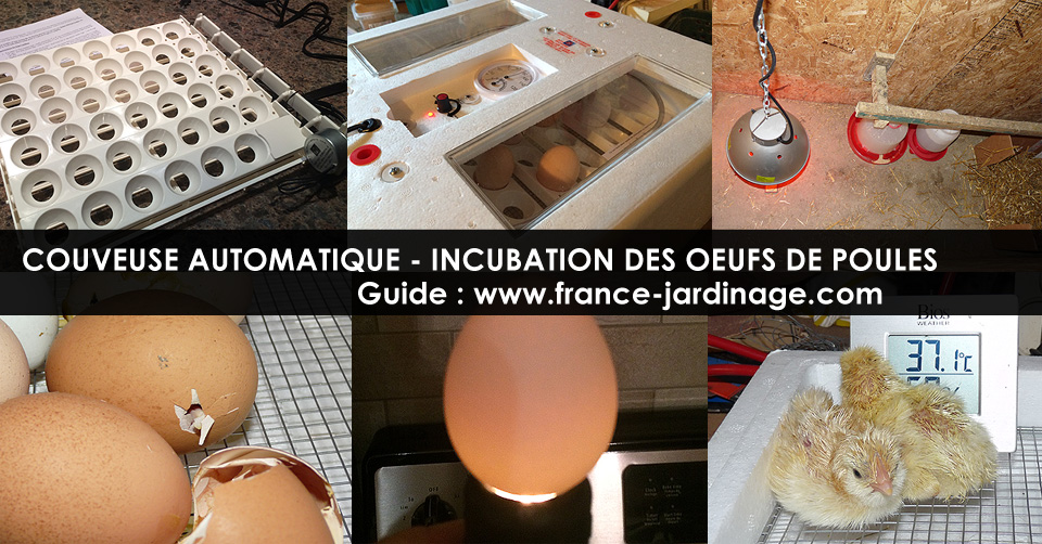 Incubation des oeufs