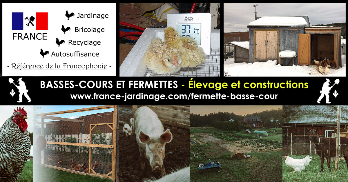 Basse-cour
