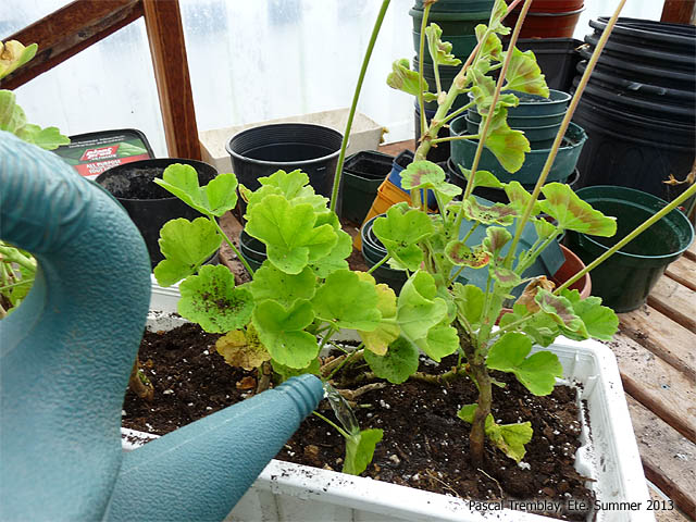Arroser les graniums - Arrosage des graniums - Conseils de culture des graniums