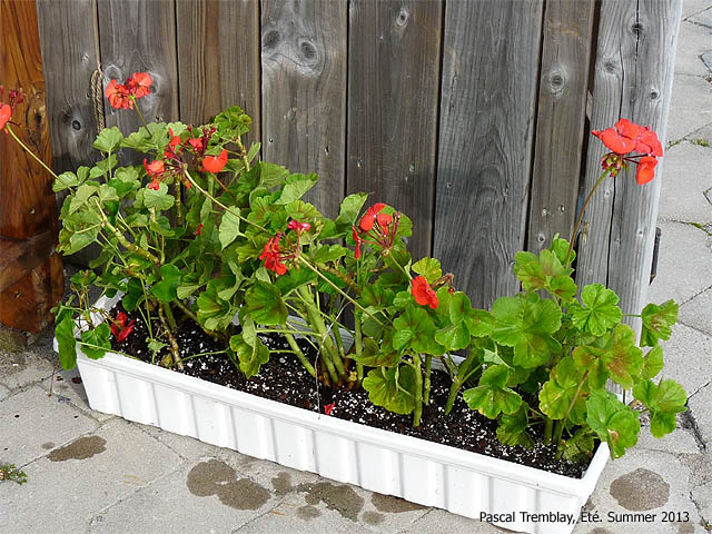 Faire une jardinire avec des Graniums - Truc pour conserver les graniums en hiver