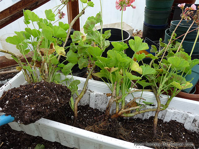 Planter des Graniums - Transplanter des graniums - Comment faire pousser des graniums