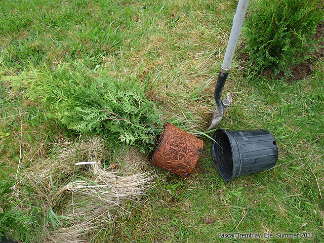 C�dre � haie - C�dres pour Haie - Haie de C�dres