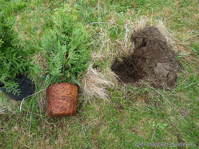 Planter un c�dre - Comment planter des c�dres