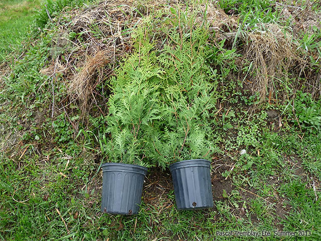 C�dre de Haie - Planter une haie de c�dre