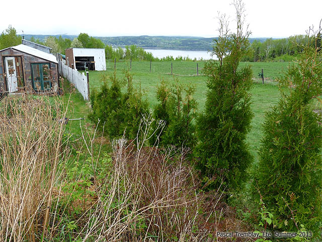 Entretenir C�dre - Tailler C�dre - Arroser C�dre - Fertiliser C�dre