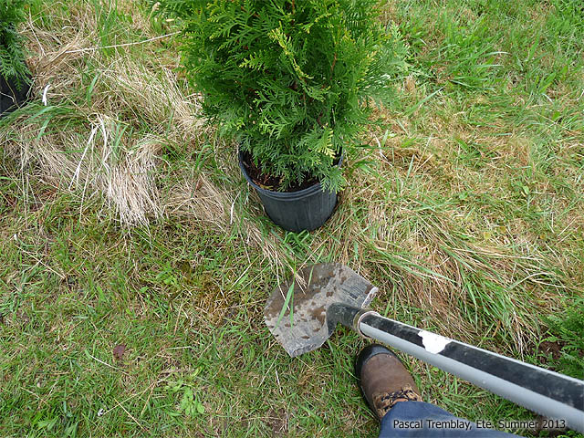 Plantation de C�dres � Haie