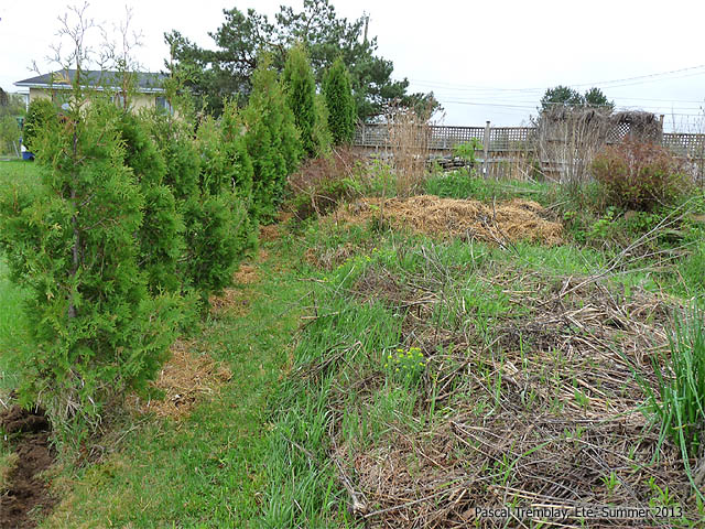 Haie de C�dre - Pose d'une haie de c�dres