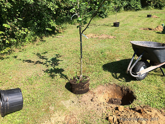 Acheter un pommier en pot - Conseils d'achat d'un pommier - Guide de plantation d'un pommier