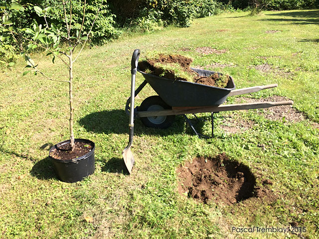 Pour réussir votre plantation de vos arbres fruitiers - Le pommier est autostérile - Planter un pommier
