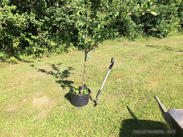 Planter Pommier - Conseils pour la plantation de pommiers - Pommiers nains