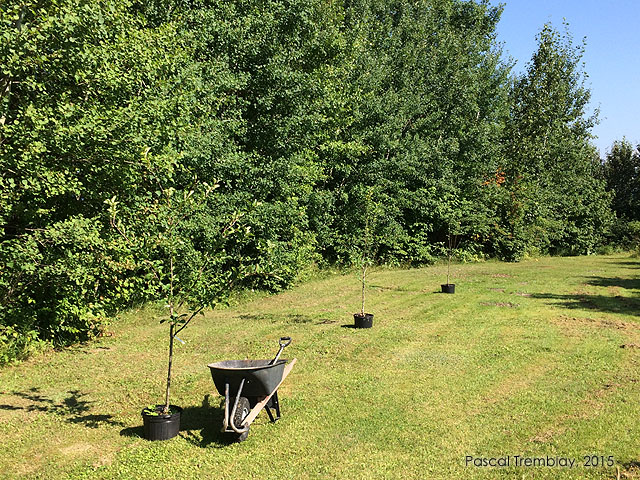 Déterminer l'emplacement idéal pour la plantation et la culture de pommiers - Guide de plantation de pommiers - Planter un pommier