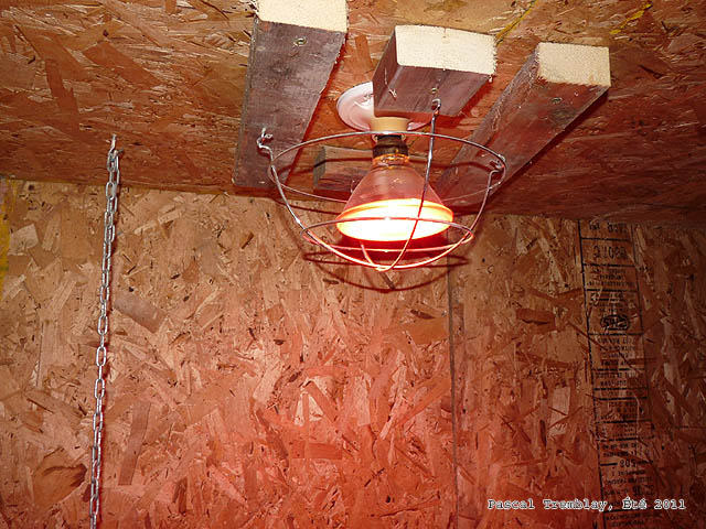Faire Poulailler - Poulailler pas cher - Globe ampoule chauffante pour poules hiver
