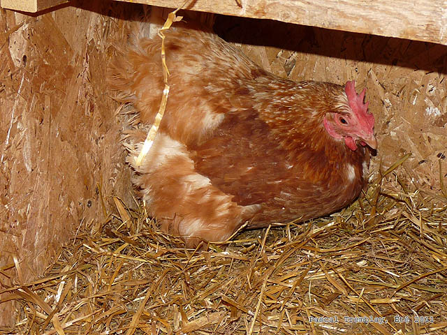 Petit poulailler - Poules lors de la Ponte - Le poulailler de campagne