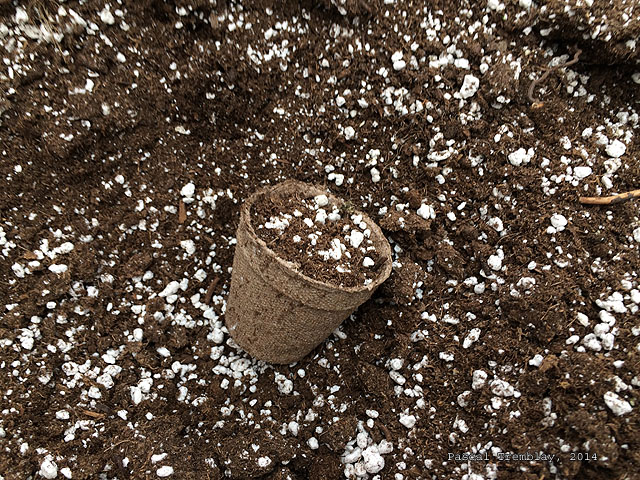 Semer des graines de Tournesol - Planter des semences de Tournesol