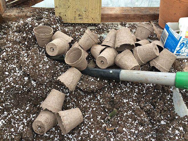 Godets de tourbe - La culture des tournesols - Repiquer tournesol