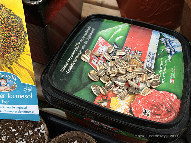 Engrais pour Tournesols - Fertiliser Tournesols - Fertilisation Tournesols