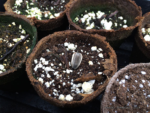 Planter Graines de Tournesol - Planter des Tournesols en pot