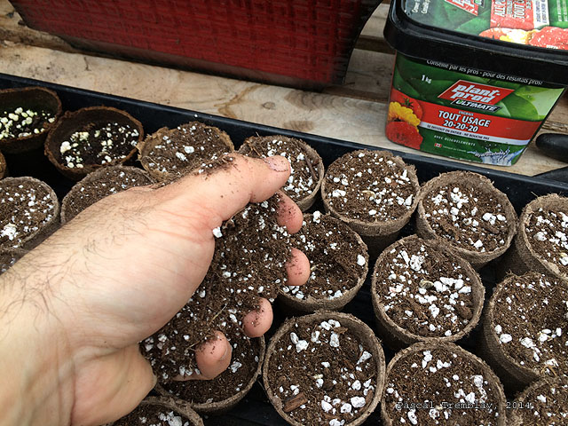 Faire la culture des Tournesols - Tournesols g�ants - Semer des tournesols