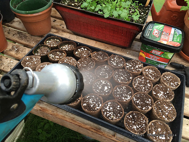 Arrosage des semis de Tournesol - Arroser les Tournesol - Comment arroser les tournesols