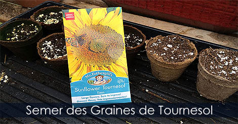 Comment semer des graines de trounesol - Culture des tournesols - Semences de tournesol