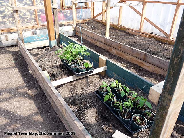 Construire des bacs de culture dans la Serre en bois / serre de jardin / accessoires de serre