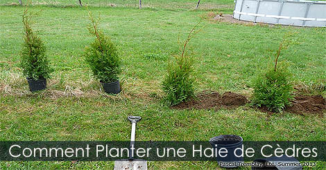 Conseils pour planter une haie de cèdres au jardin