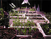 Table de Plantation pour semis intérieurs