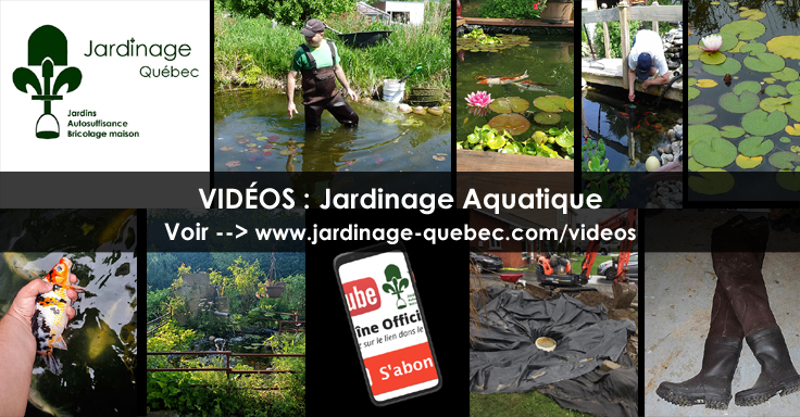 Étang de jardin