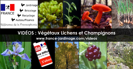 Herbier