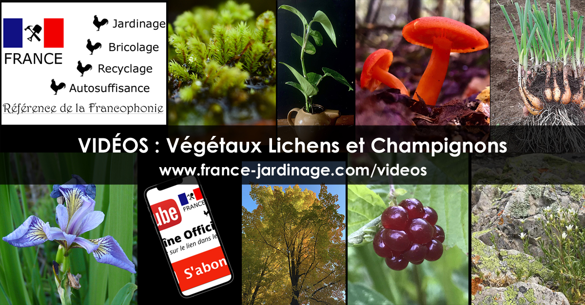 Identifier une plante