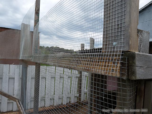 Grillage volire - Amnager volire - Cage  poule - Grillage volaille
