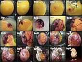 Chicken Embryo development pictures - How to hatch chicken eggs