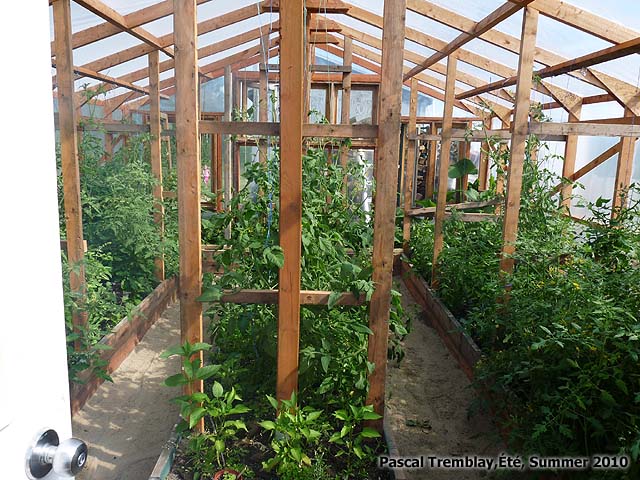Build Greenhouse tomatoes growing - Tomatoes growing boxes - Greenhouse soil