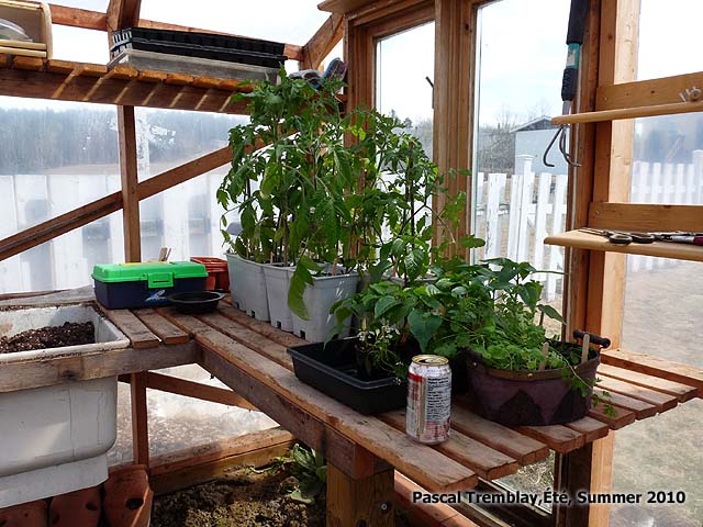 Tomatoes and herbs seedlings - Greenhouse to repot houseplants - Build Backyard greenhouse