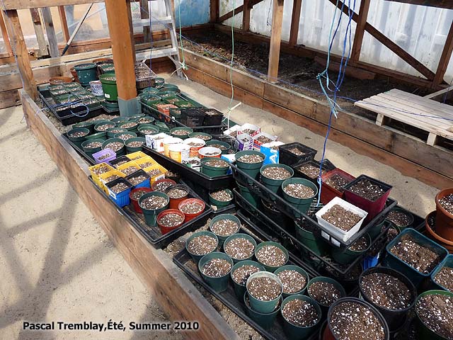 Greenhouse Propagation trays - Greenhouse seedlings pots