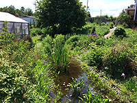 How to plant a garden stream - Planting along a garden stream - Aquatic plants for garden stream - Selecting Plants for the Water Garden