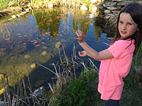 Feeding pond fish - Koi Food - How to feed pond fish - when to feed your koi