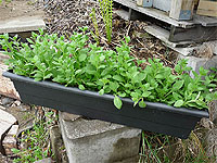 Plastic Pots & Plastic Planters At Low Prices - DIY Window box - Plastic window planter