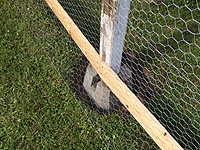 Chicken wire to enclose chicken run walls