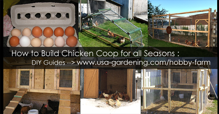 Backyard chicken coop