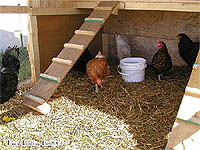 Chicken coop Ramp - How to build chicken coop ramp - Wooden ramp for chicken coop - Chicken coop building plan 
