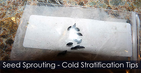Cold Stratification - Seed sprouting after cold moist stratification - Pretreatments for Slow-to-Germinate Seeds