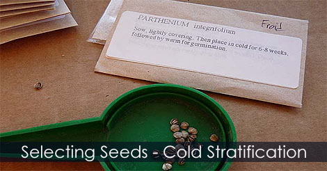 Best Way to germinate Seeds - Select seeds who require a period of cold to germinate - Stratify seeds