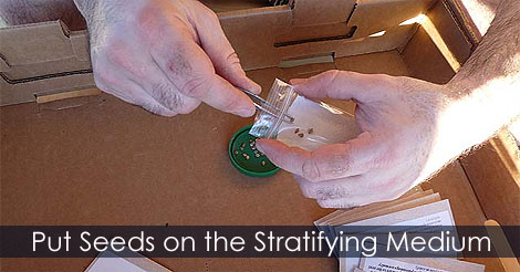 Cold Stratification - How to Stratify seeds in Refrigerator - Seed and Plant Suppliers